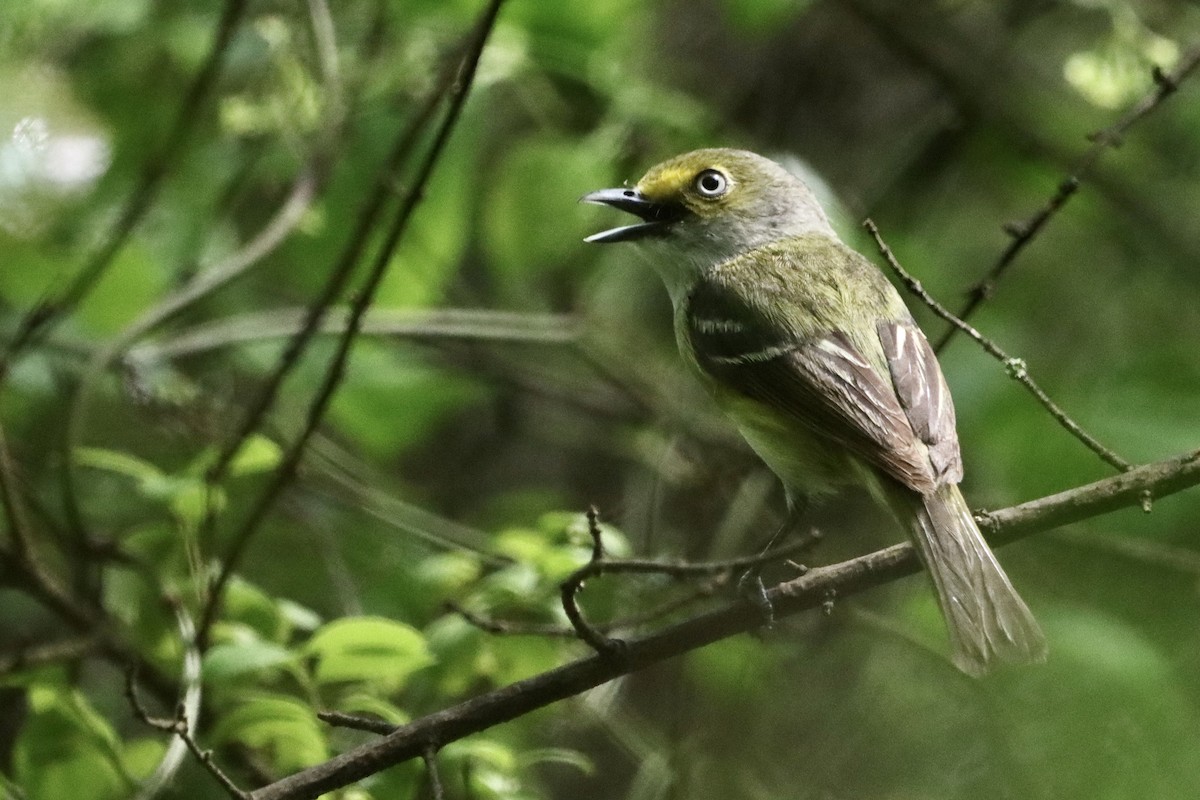 White-eyed Vireo - ML618396572