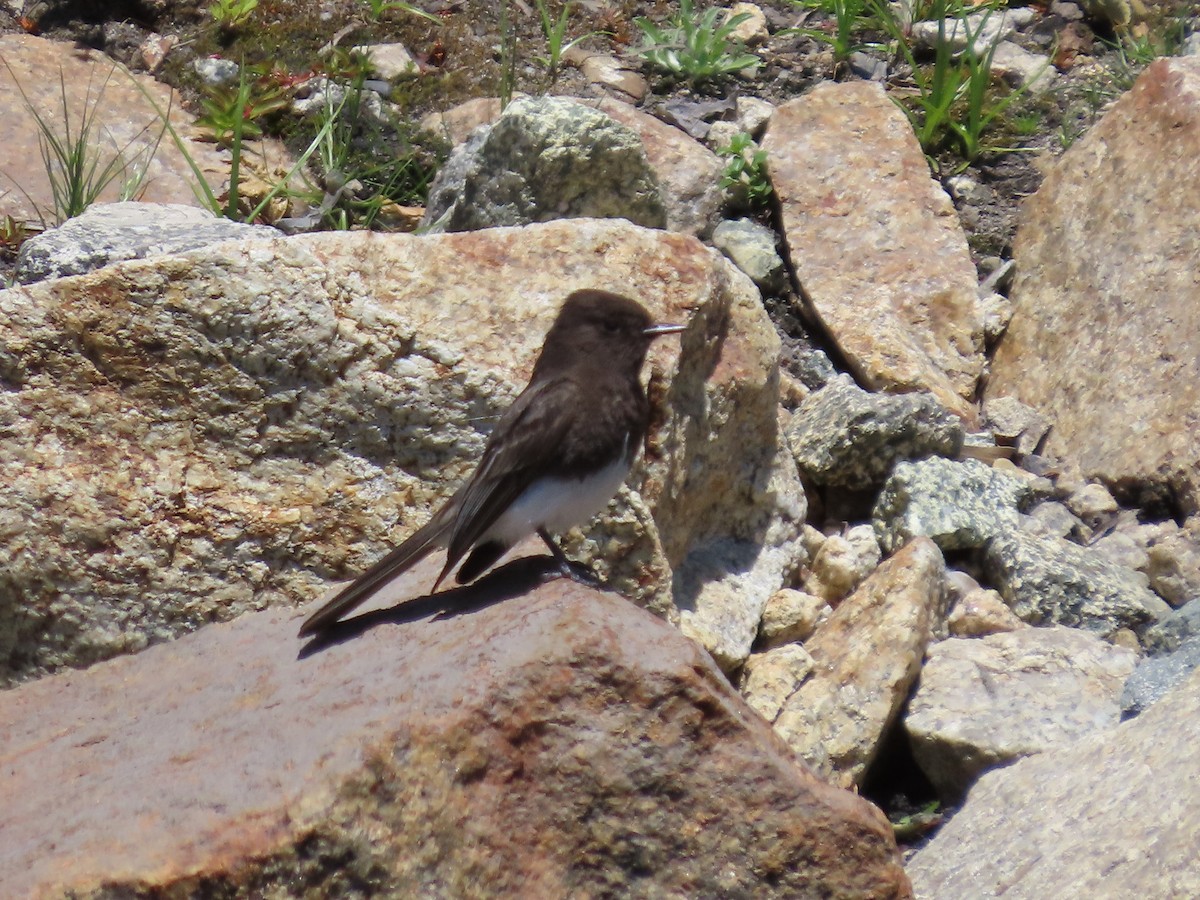 Black Phoebe - ML618396582