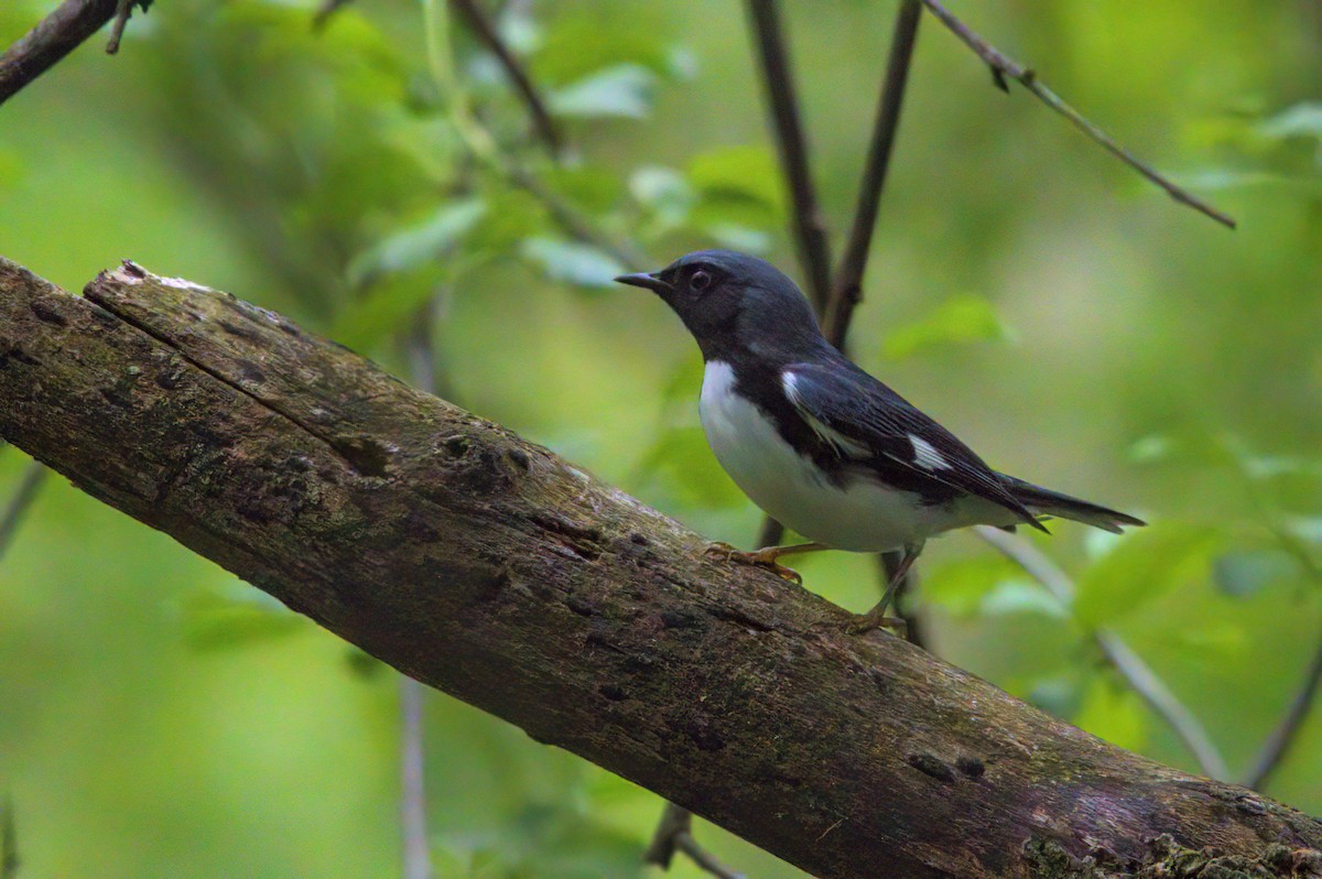 Black-throated Blue Warbler - ML618396613