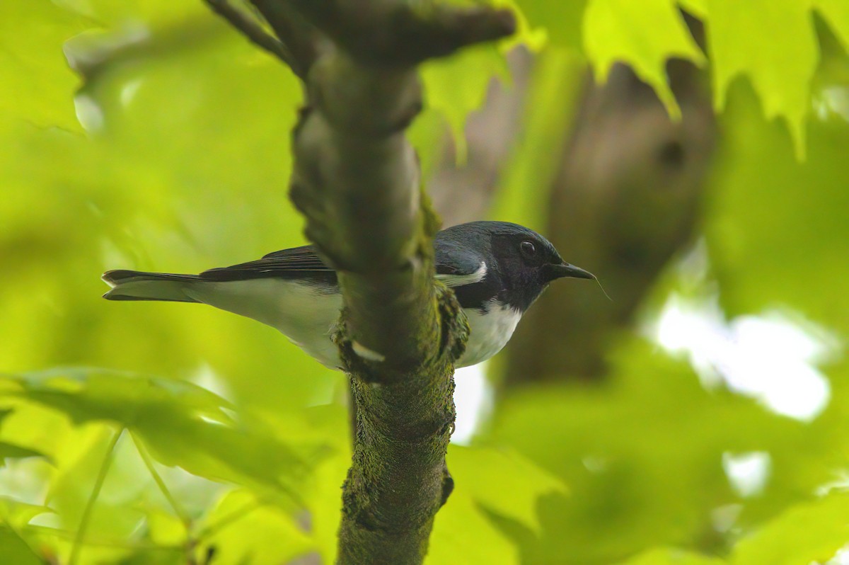 Black-throated Blue Warbler - ML618396614