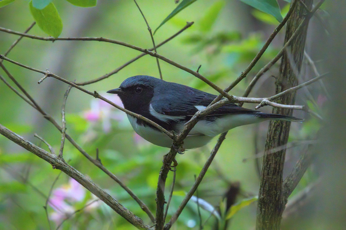 Black-throated Blue Warbler - ML618396615