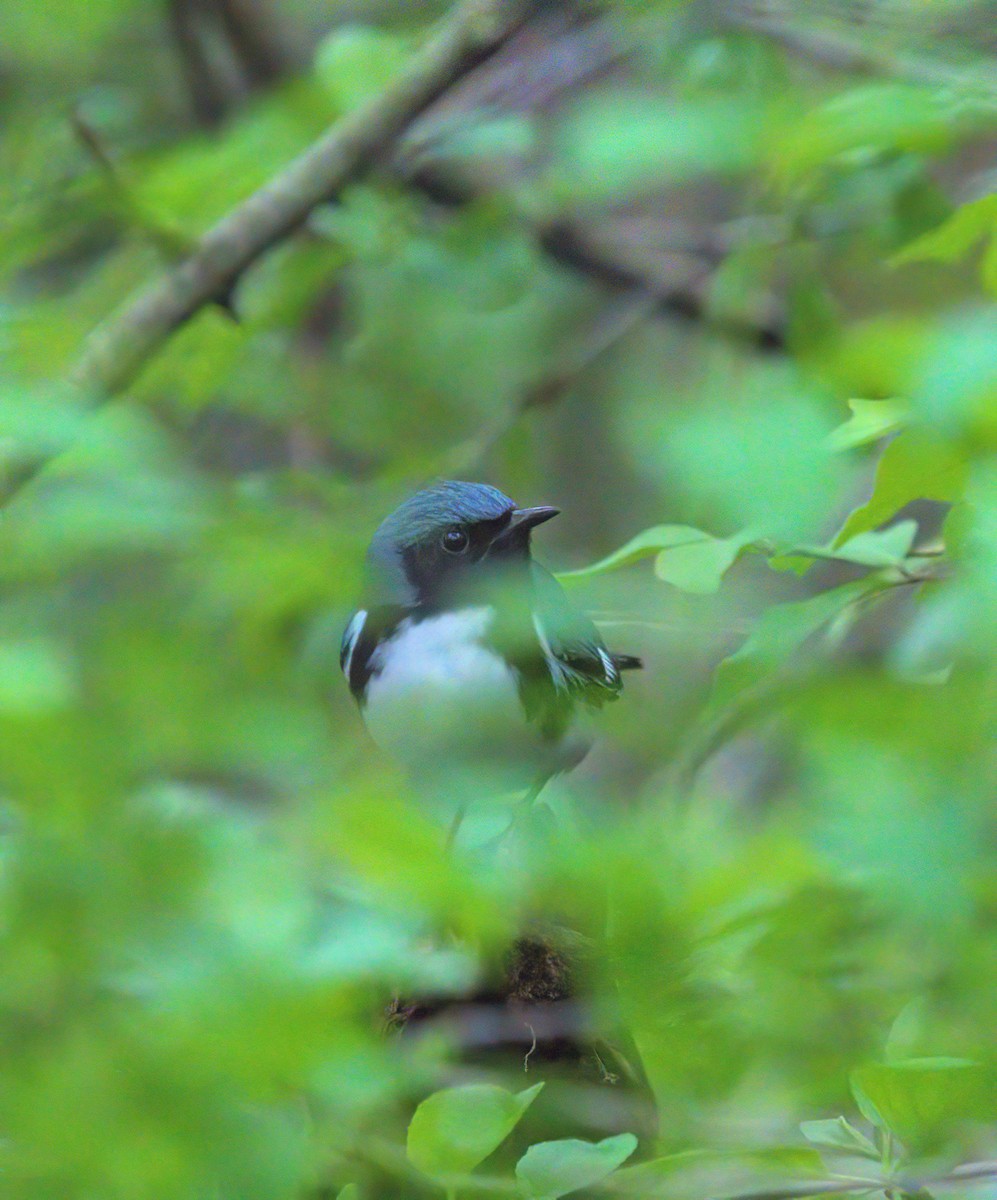 Black-throated Blue Warbler - ML618396616