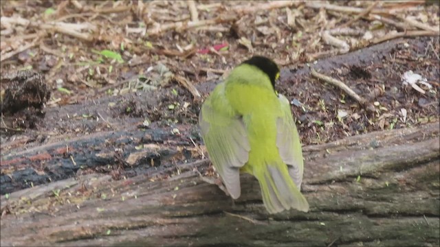 Hooded Warbler - ML618396633