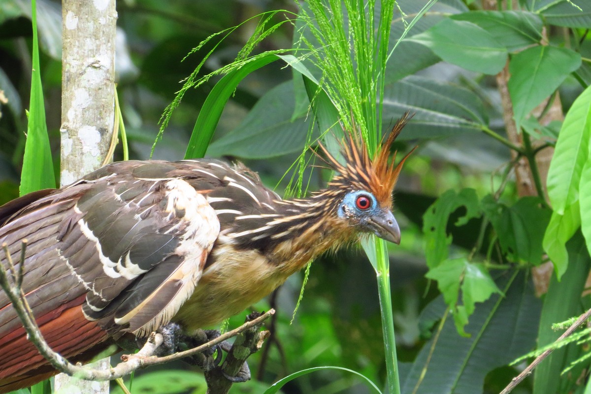 Hoatzin - Gary Prescott