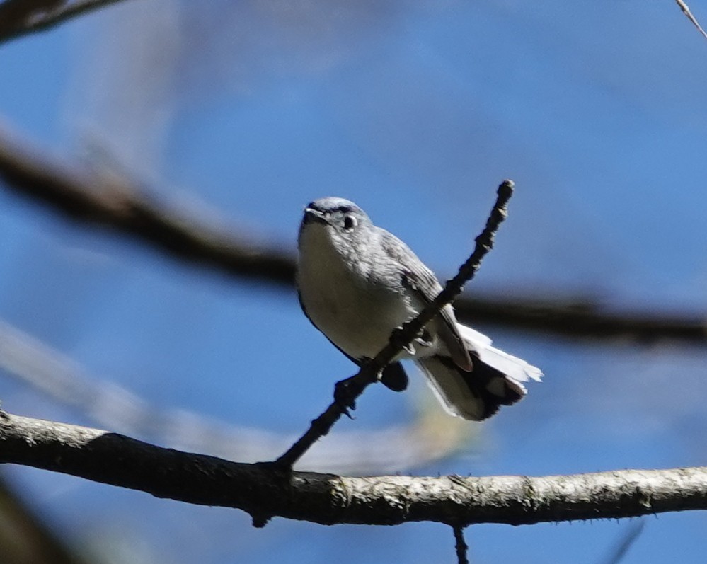 Blue-gray Gnatcatcher - Michael DeWispelaere