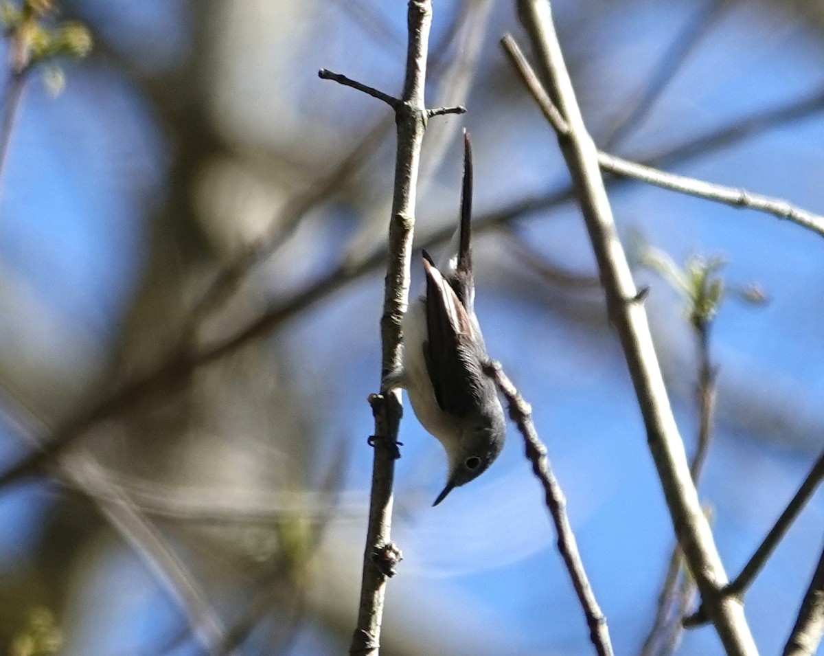 Blue-gray Gnatcatcher - Michael DeWispelaere