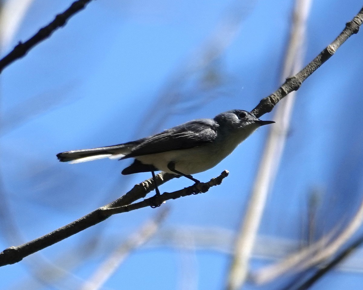 Blue-gray Gnatcatcher - Michael DeWispelaere