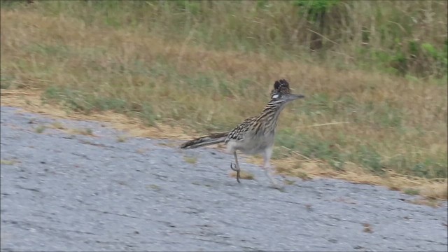 Greater Roadrunner - ML618396671