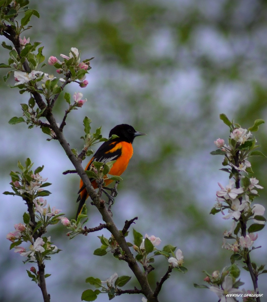 Baltimore Oriole - ML618396672