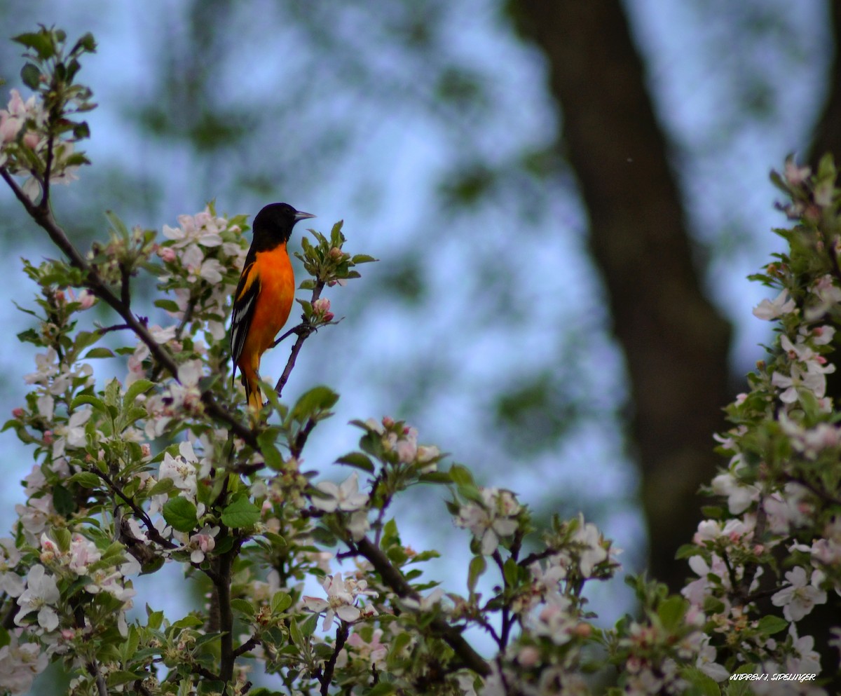 Baltimore Oriole - ML618396676