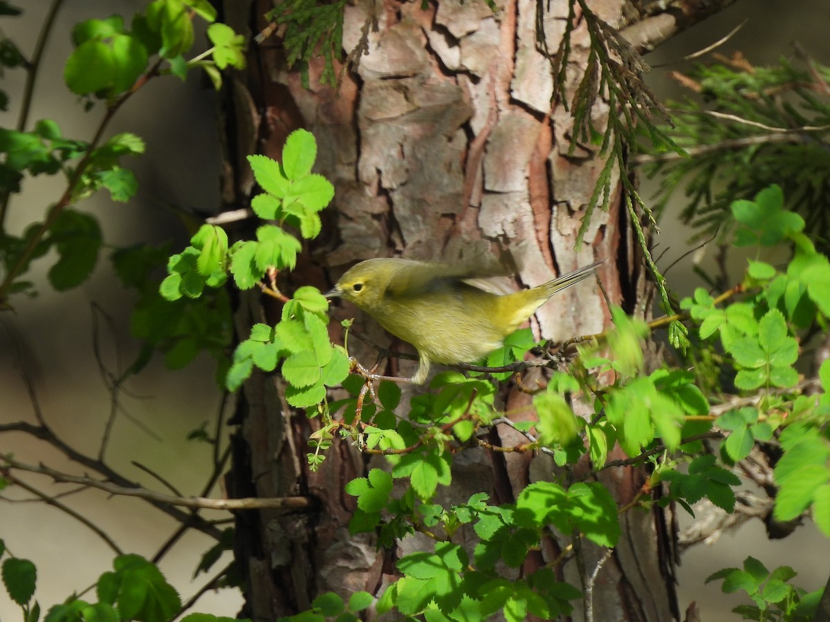 Orange-crowned Warbler - Mark Stevens