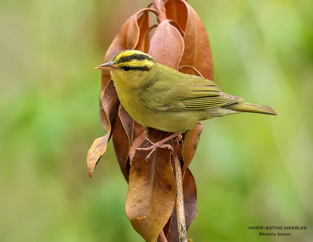 Worm-eating Warbler - ML618396781