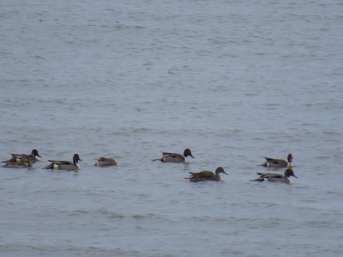 Northern Pintail - ML618396782