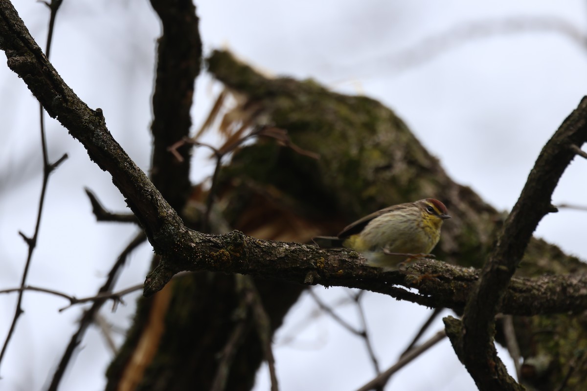 Palm Warbler - ML618396788