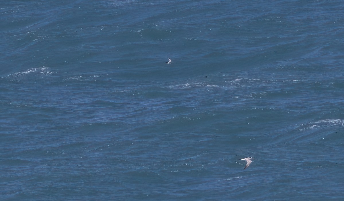 Lesser Crested Tern - ML618396791