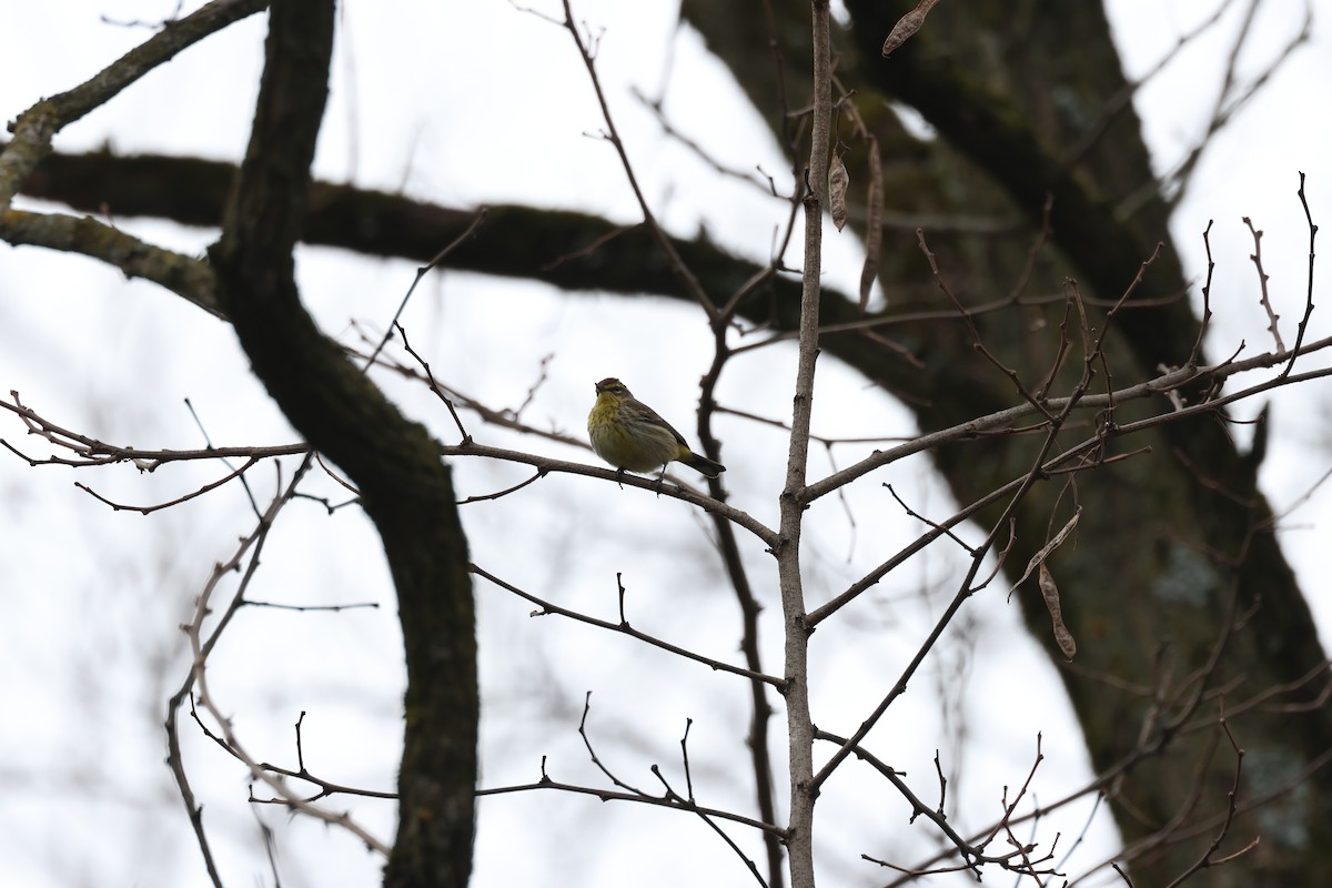 Palm Warbler - ML618396803