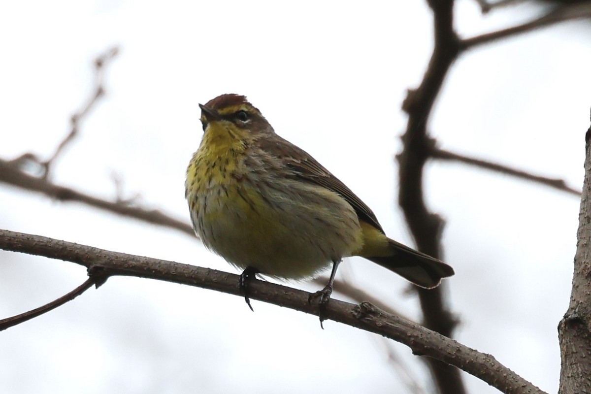 Palm Warbler - Manon leduc