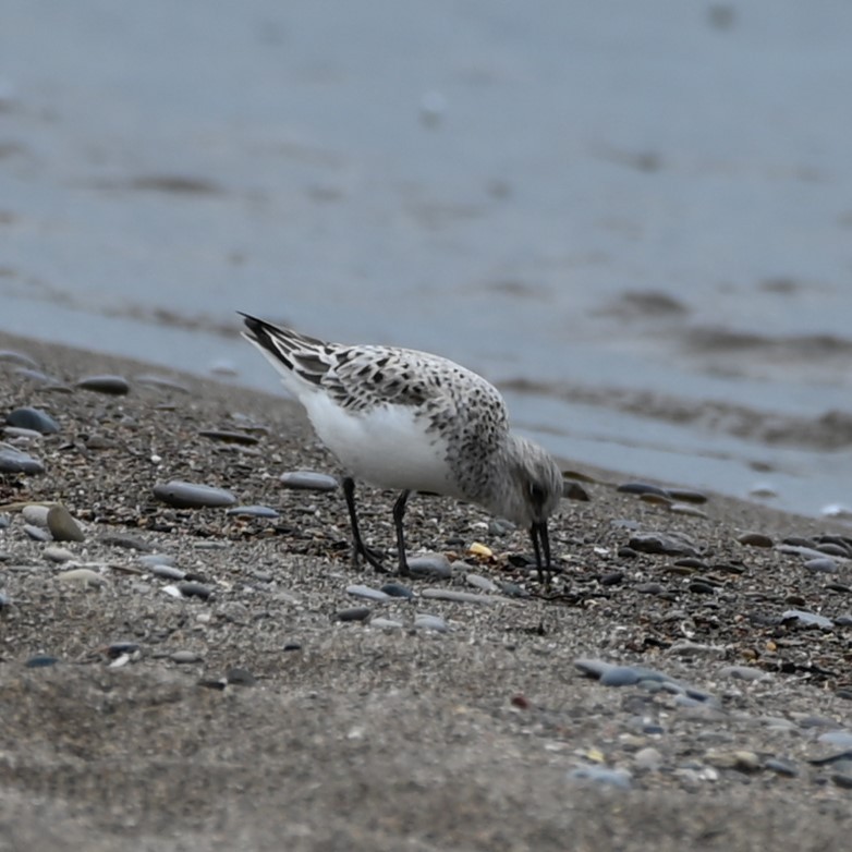 Sanderling - Andrew Campbell