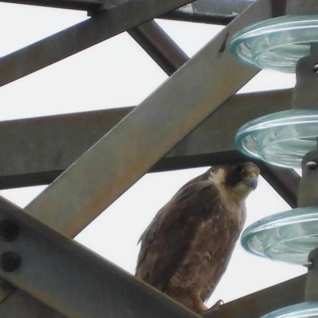 Эгэл шонхор - ML618396835