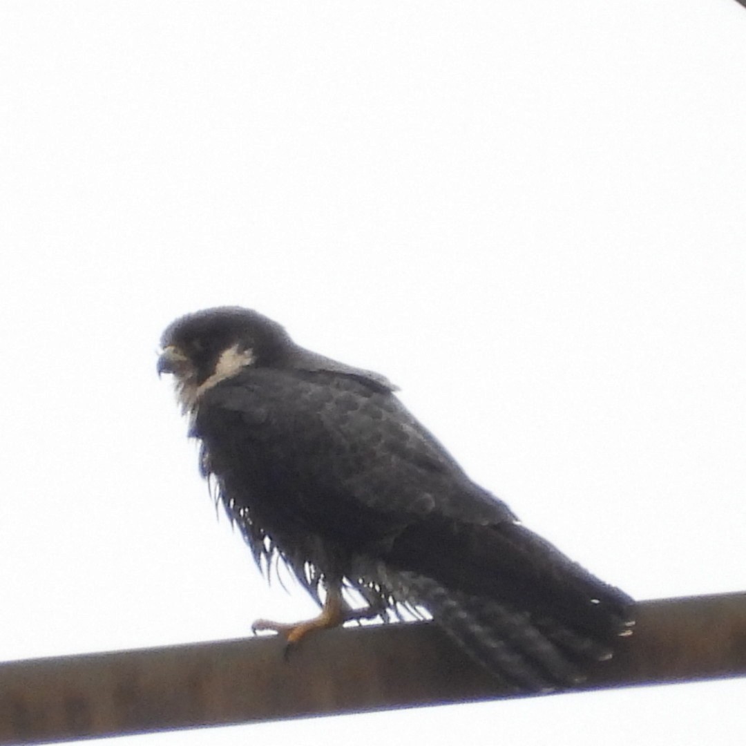 Эгэл шонхор - ML618396836