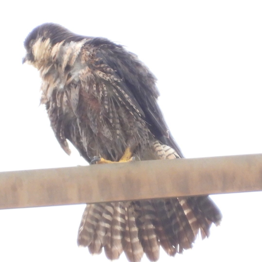 Эгэл шонхор - ML618396837