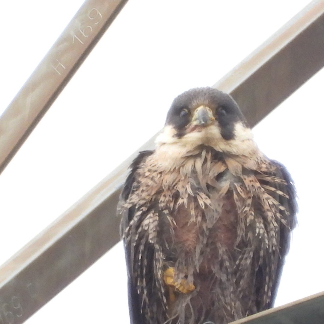 Эгэл шонхор - ML618396838