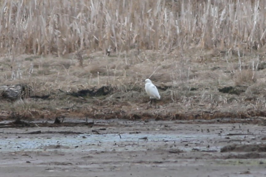 Snowy Egret - ML618396842