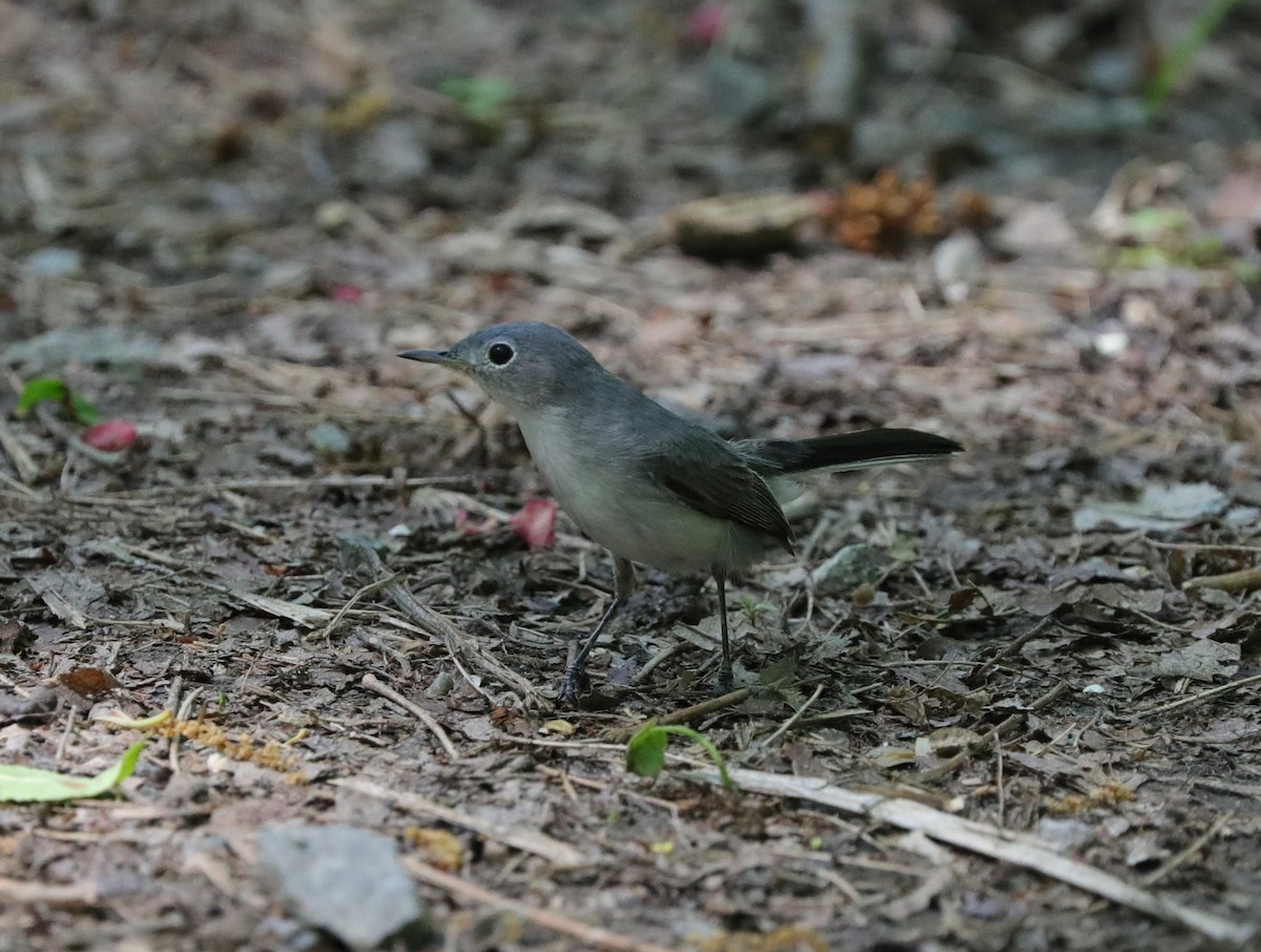 Blue-gray Gnatcatcher - Laurel Barnhill