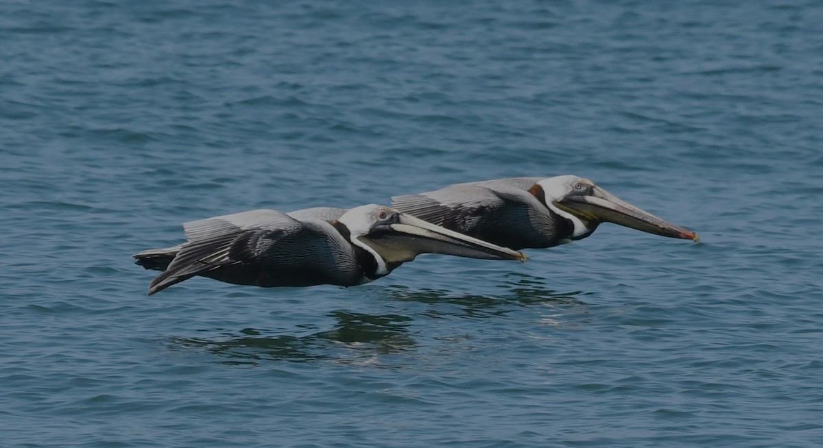 Brown Pelican - David True