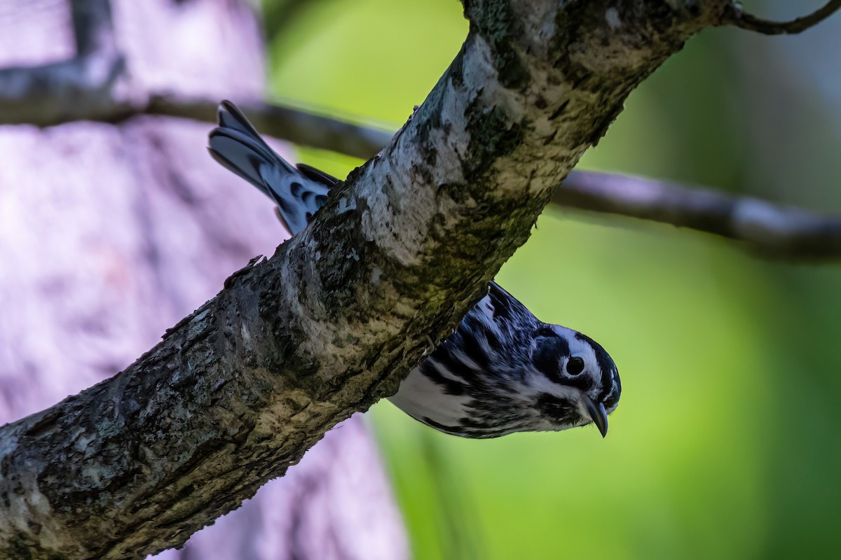 Black-and-white Warbler - Kurt Gaskill