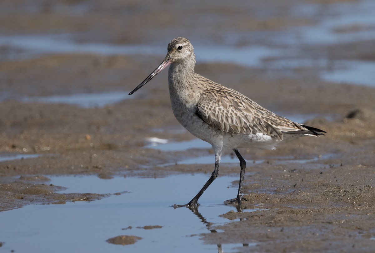 Bar-tailed Godwit (Siberian) - Chris Barnes