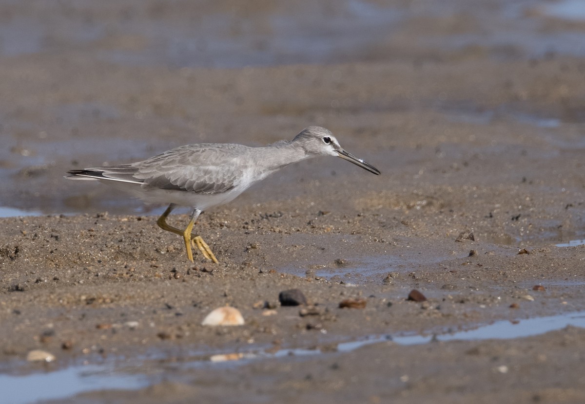 Gray-tailed Tattler - ML618396904