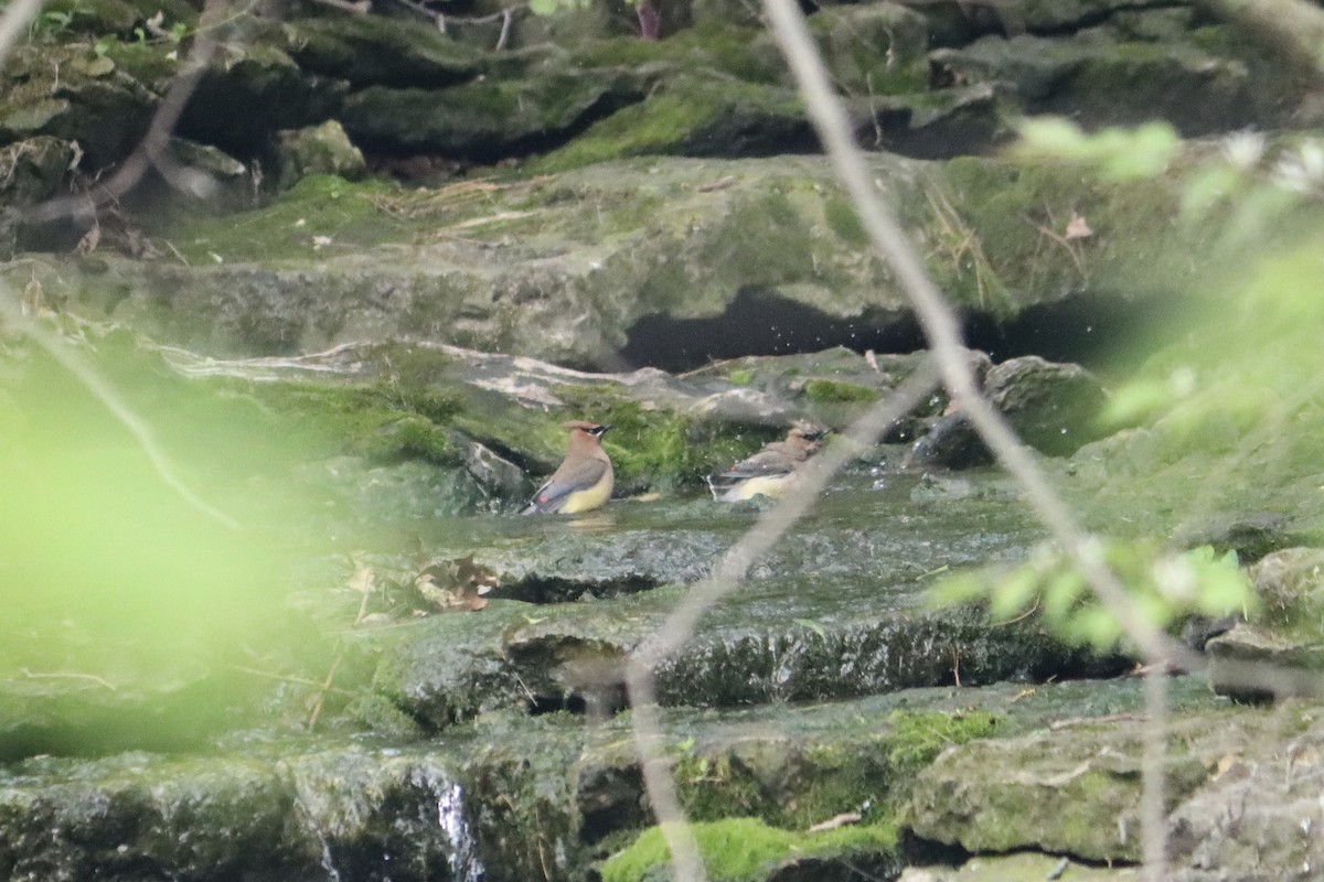 Cedar Waxwing - Lisa Benjamin