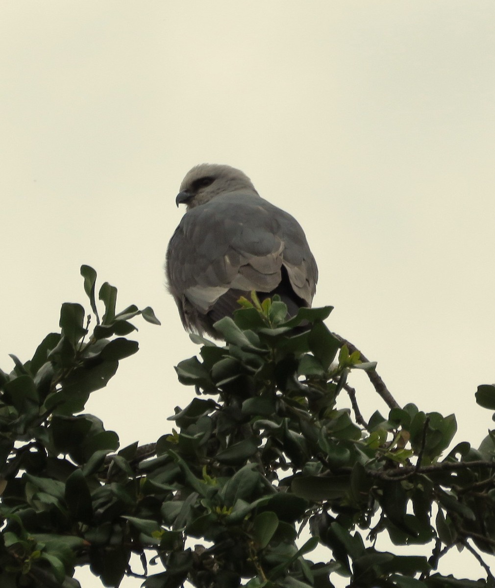 Mississippi Kite - ML618396940