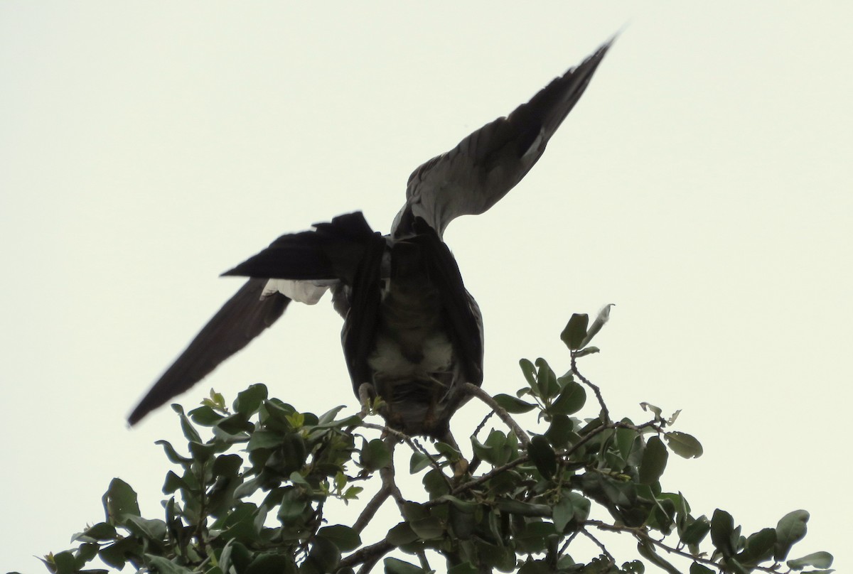 Mississippi Kite - ML618396948