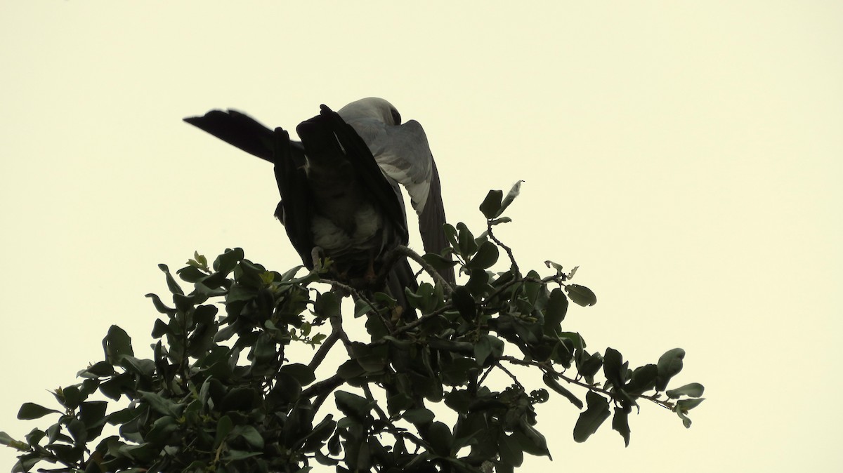 Mississippi Kite - ML618396953