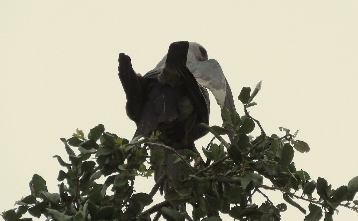 Mississippi Kite - ML618396966