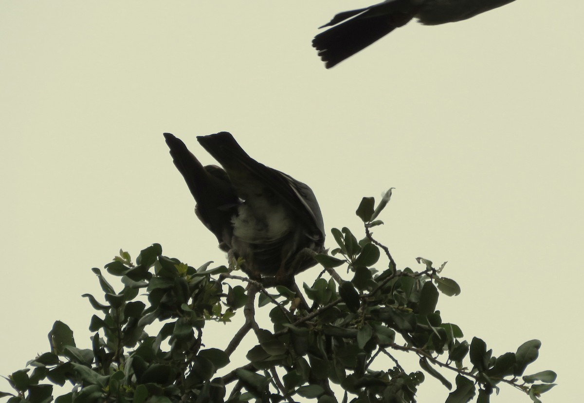 Mississippi Kite - ML618396982
