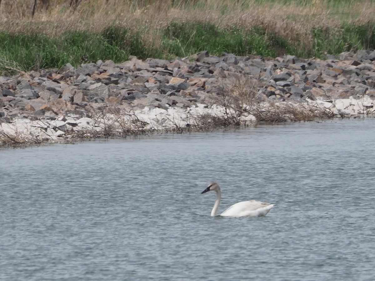 Trumpeter Swan - John Hiebert