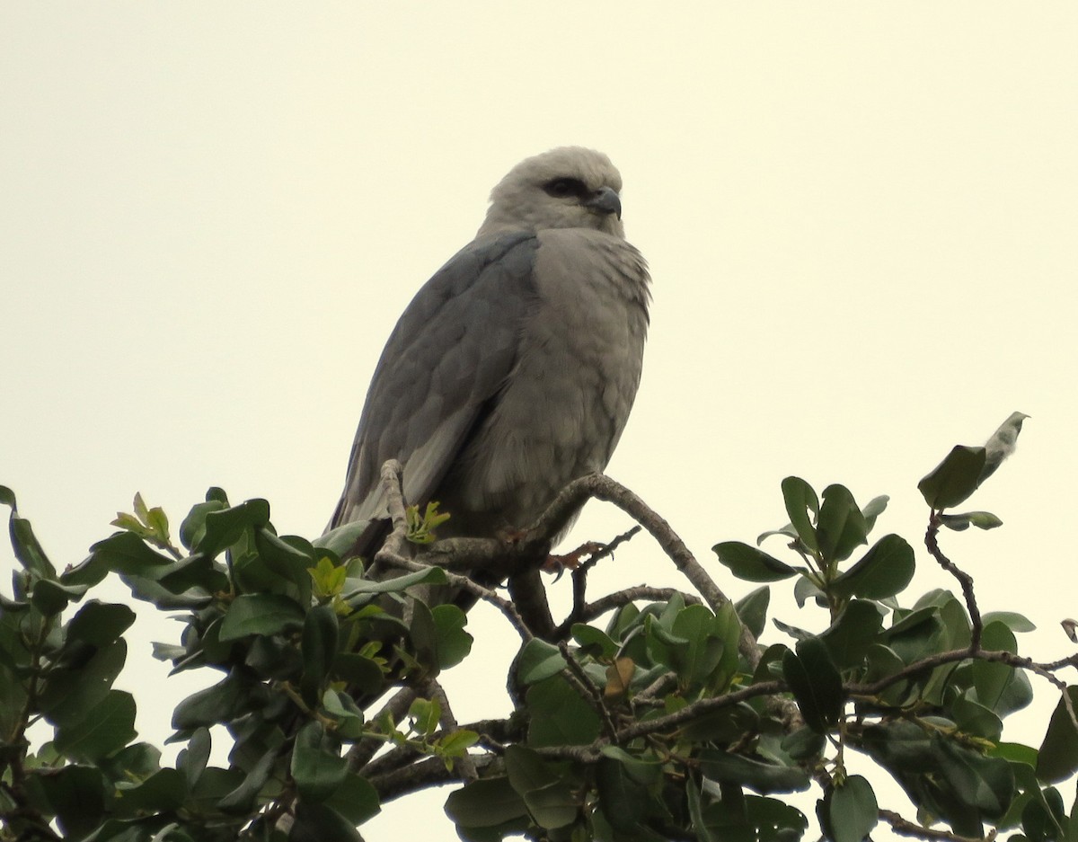 Mississippi Kite - ML618397015