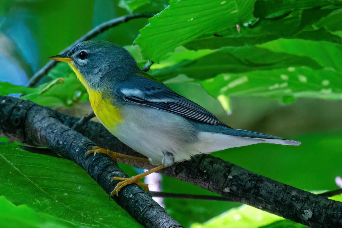 Northern Parula - ML618397032