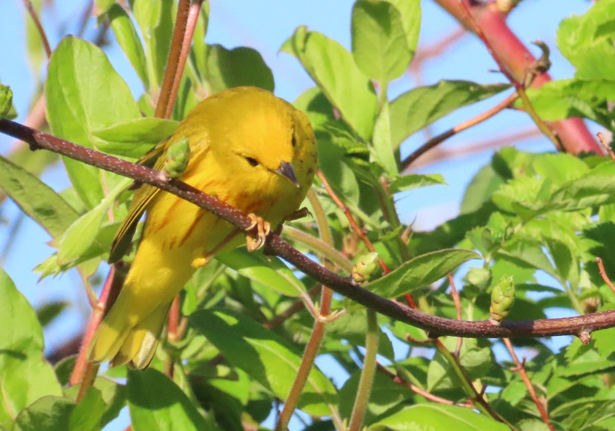 Paruline jaune - ML618397082