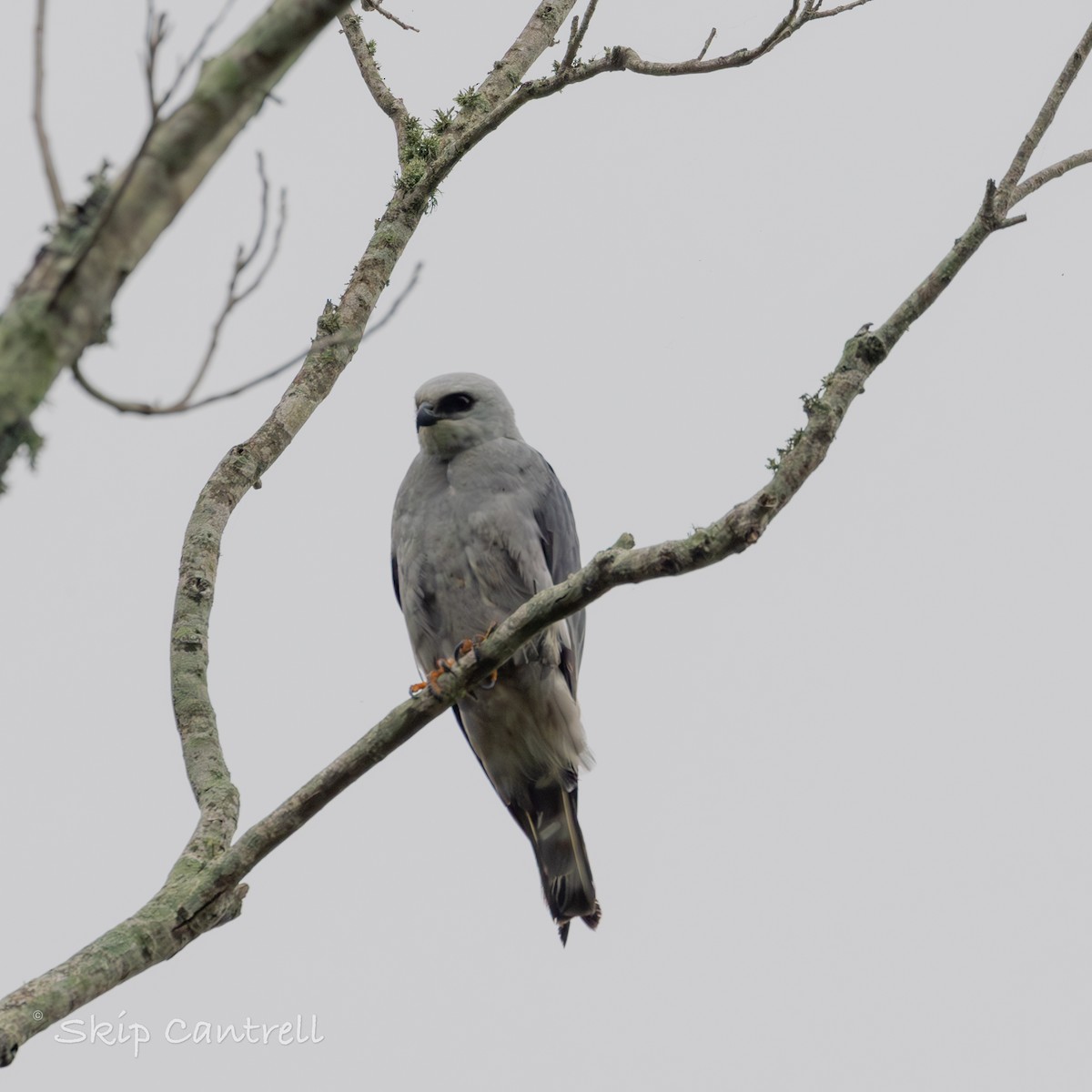 Mississippi Kite - Skip Cantrell