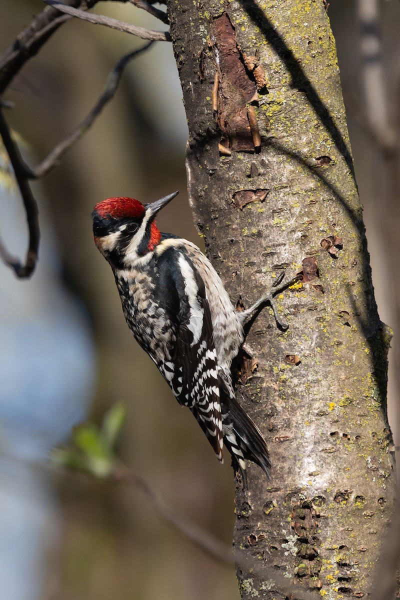 Yellow-bellied Sapsucker - Bob Dunlap