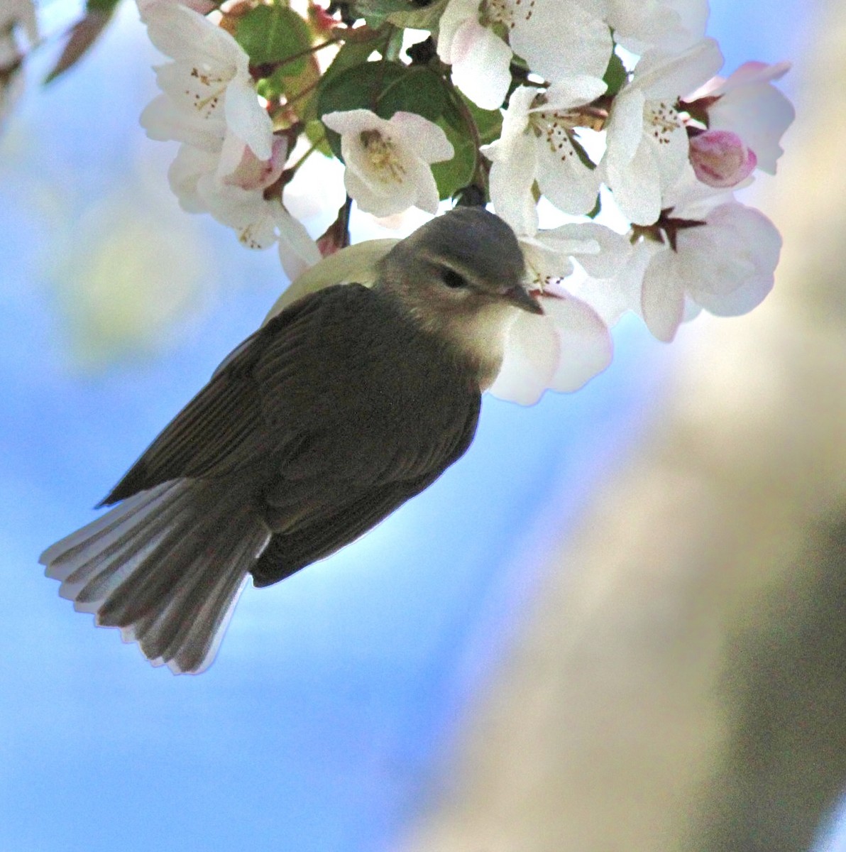 Warbling Vireo (Eastern) - Adrien C