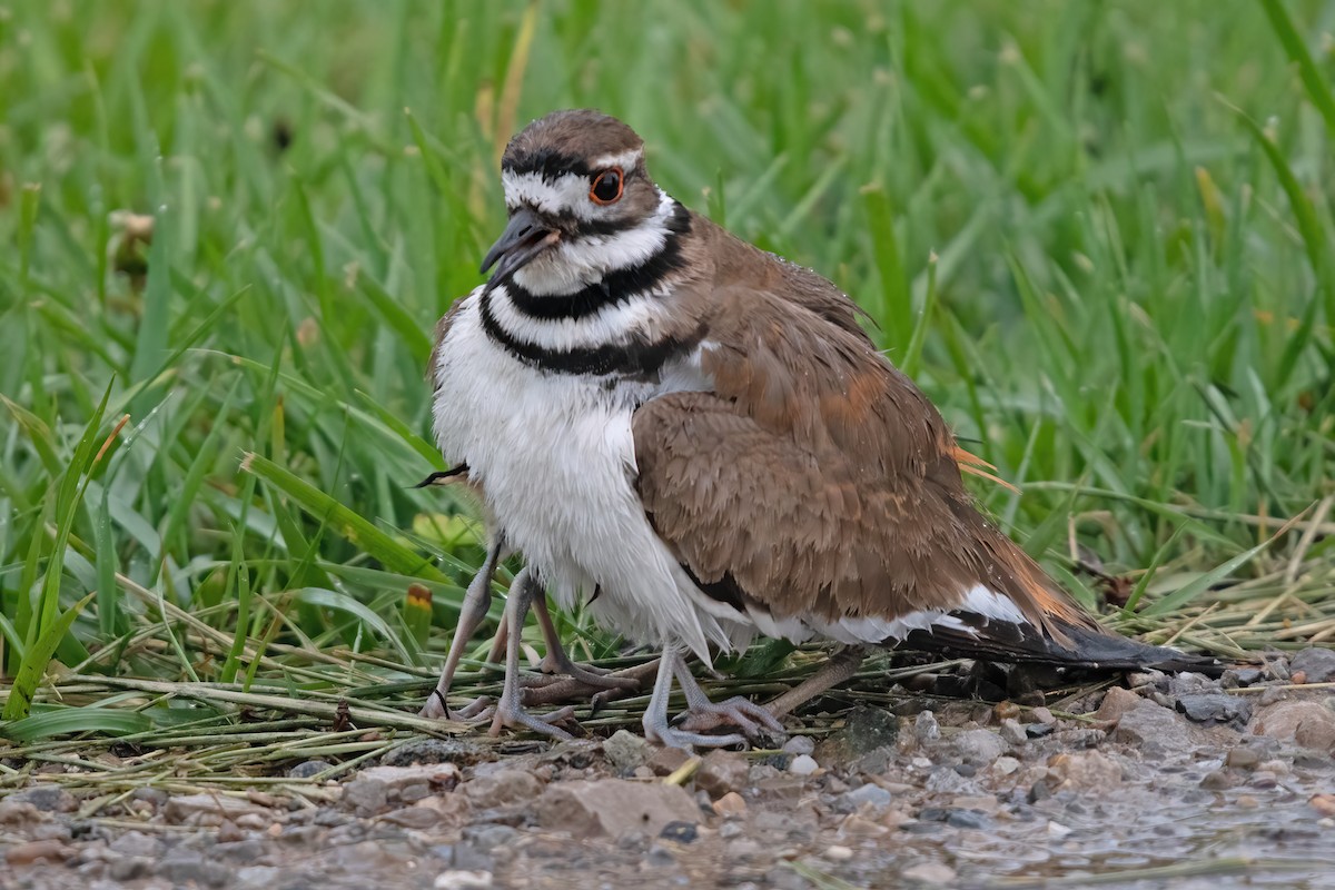 Killdeer - Allen Chartier