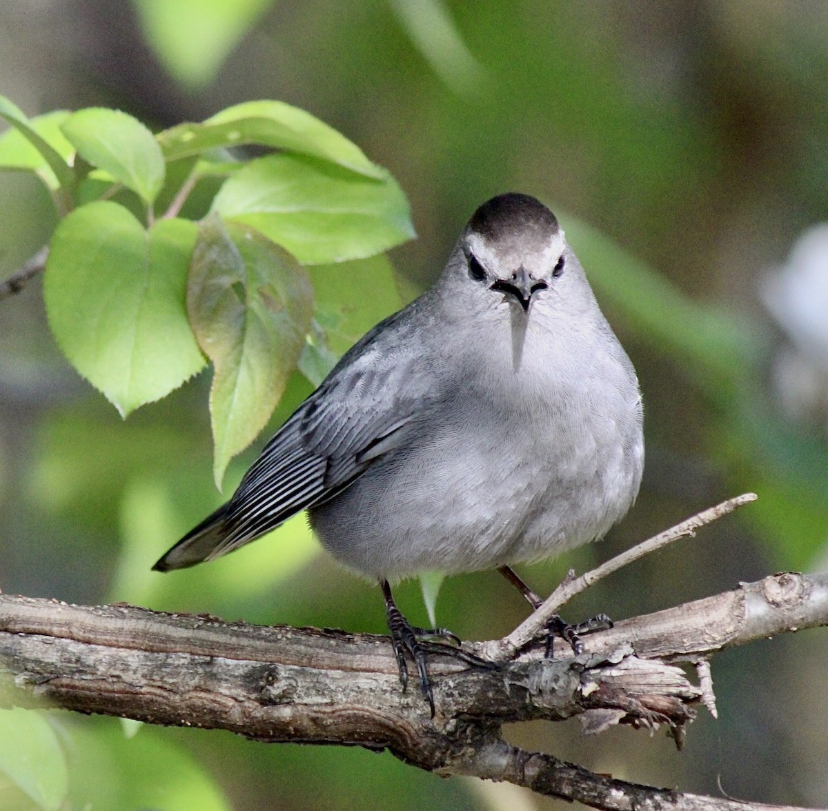 Gray Catbird - Adrien C