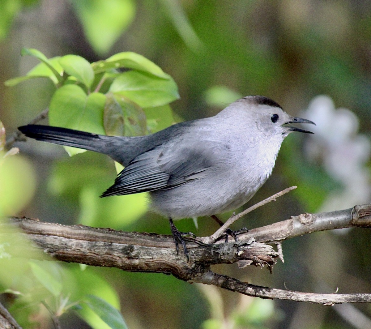 Gray Catbird - ML618397158