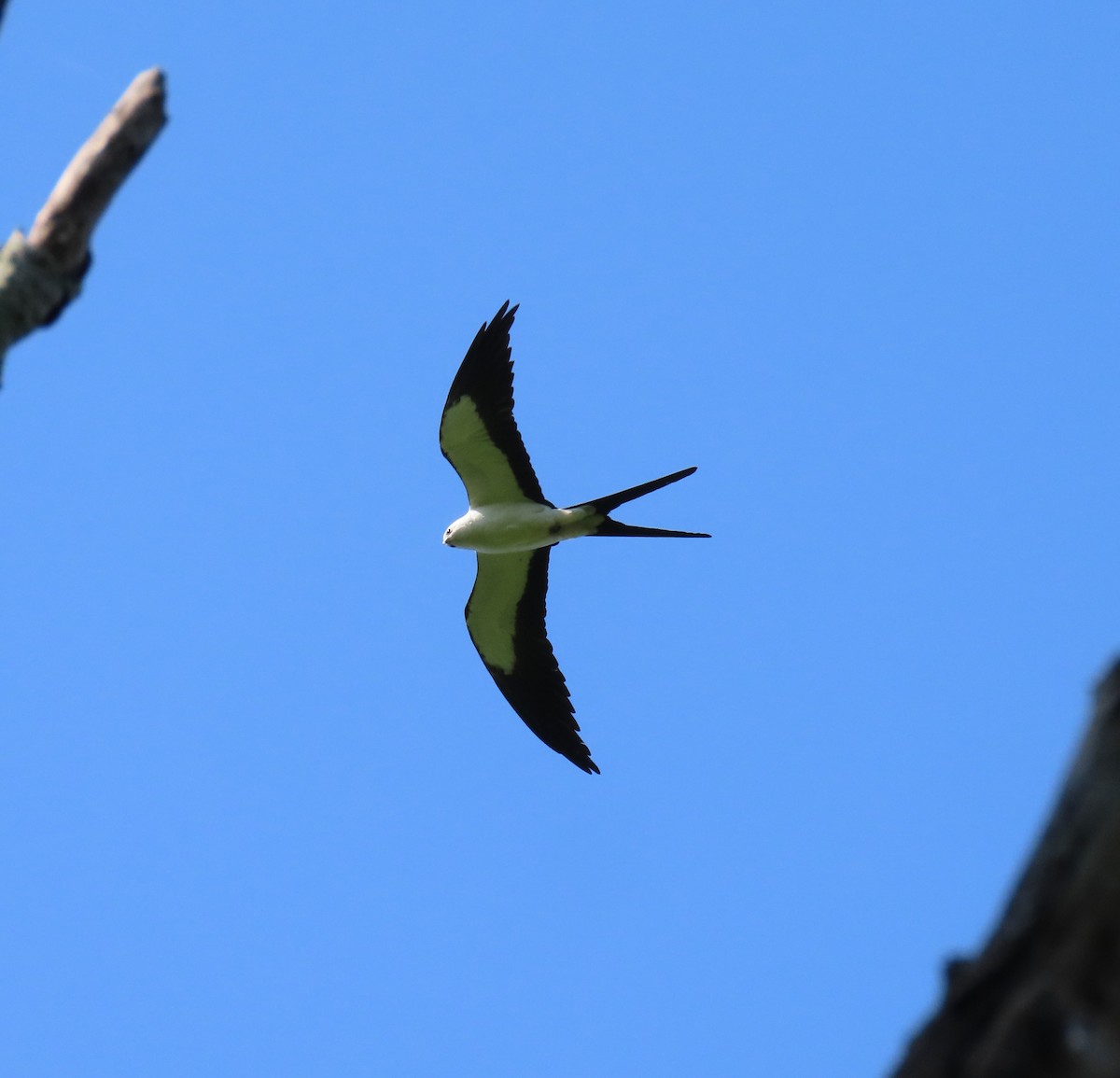 Swallow-tailed Kite - ML618397189