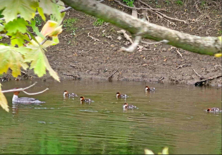 Common Merganser - ML618397201